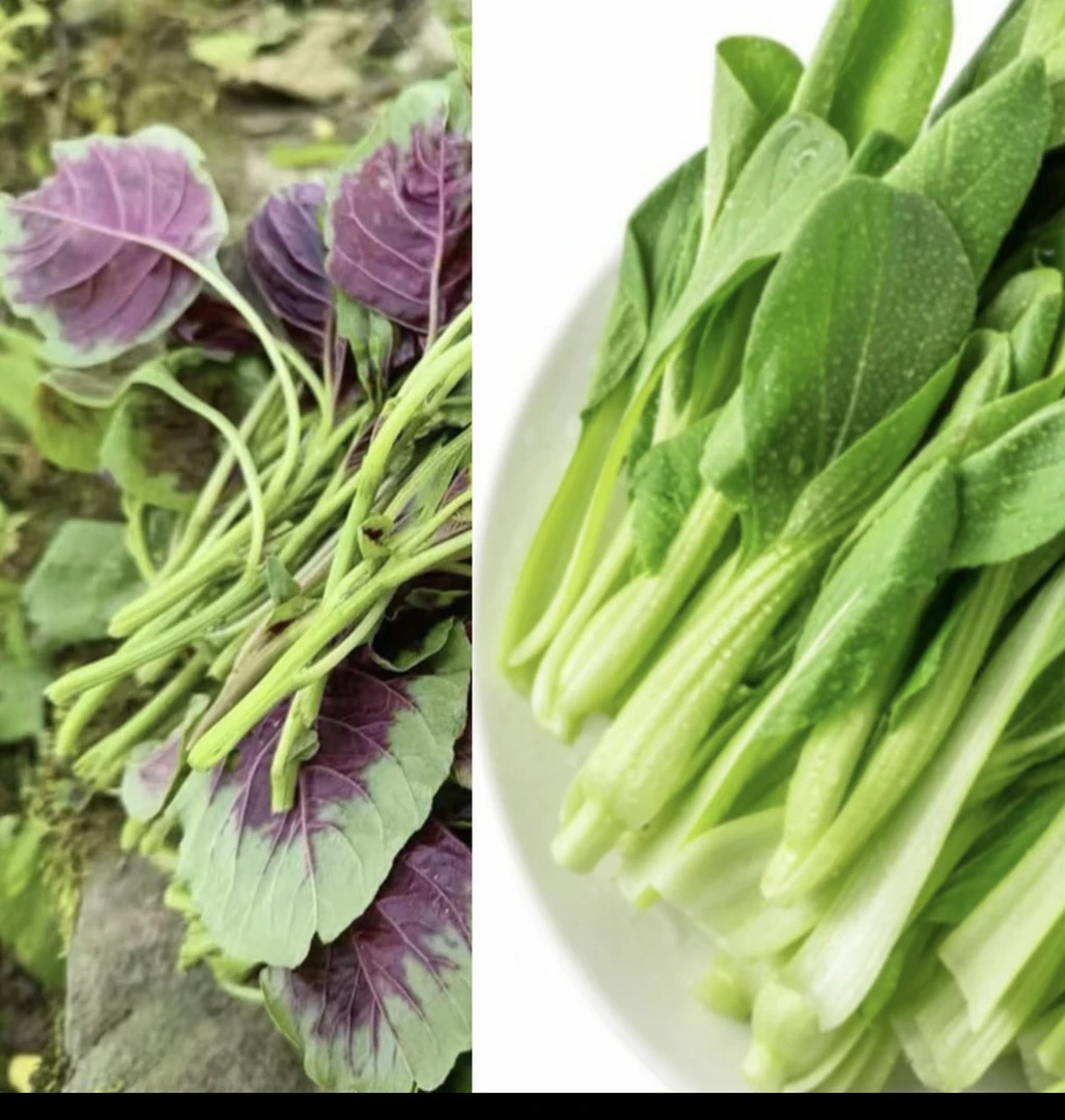 崇明本地鸡毛菜 400g+红米见400g