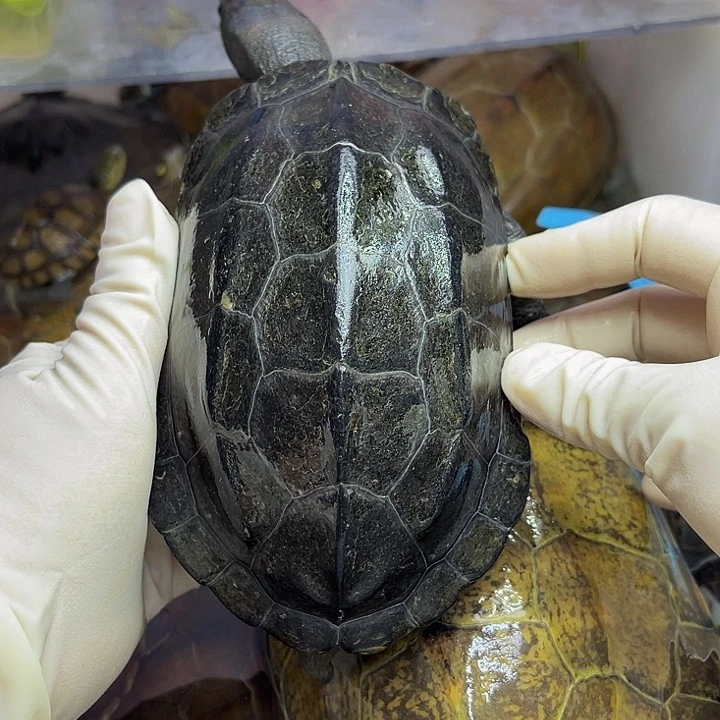 公母搭配宠物龟落***懂