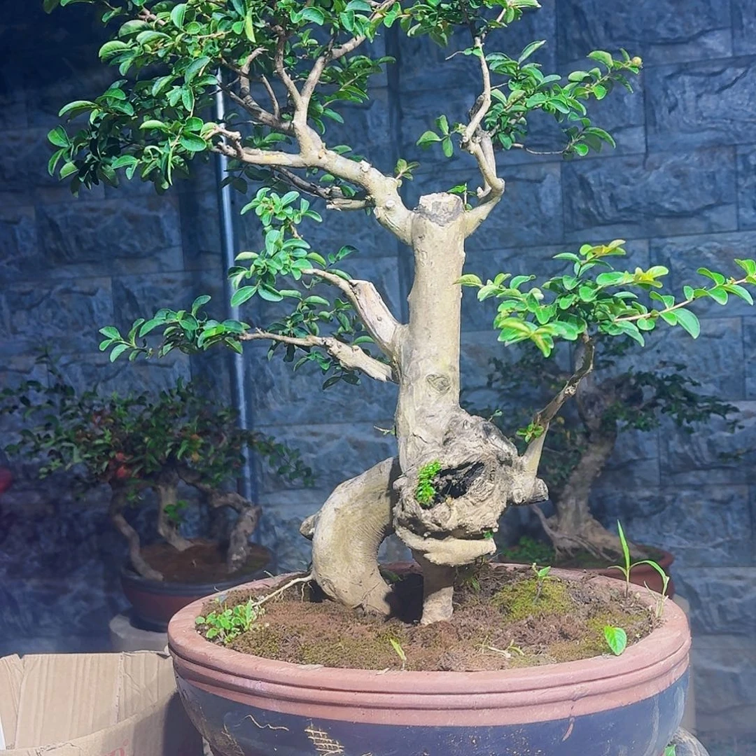 无花朵紫砂盆紫薇111