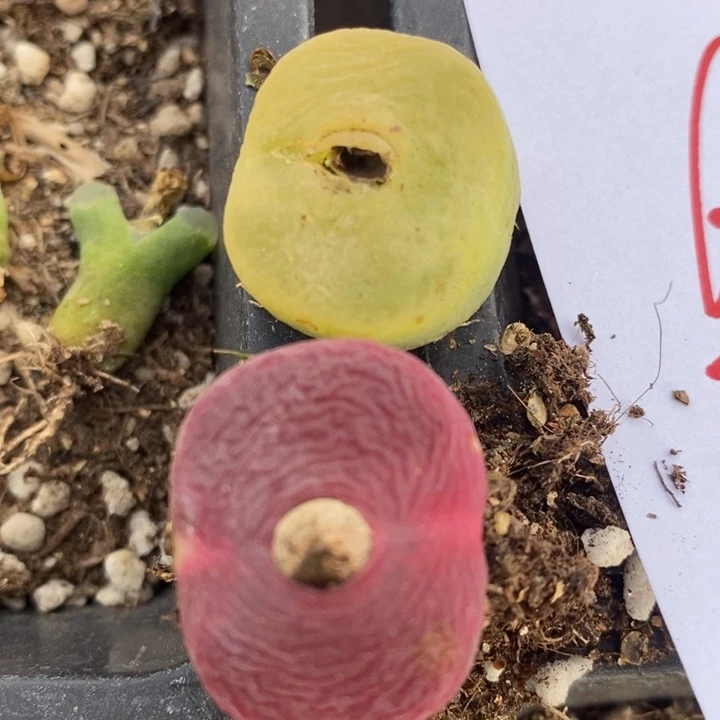 660两颗一组一组