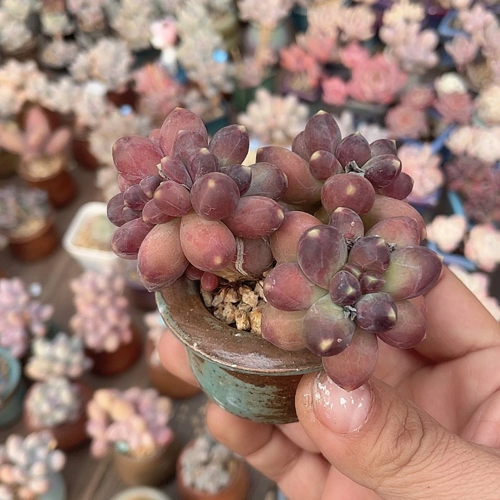 带盆发 4口盆 千代