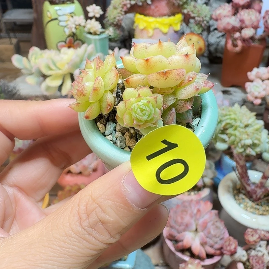 10 多肉含盆土 30元包邮非偏远