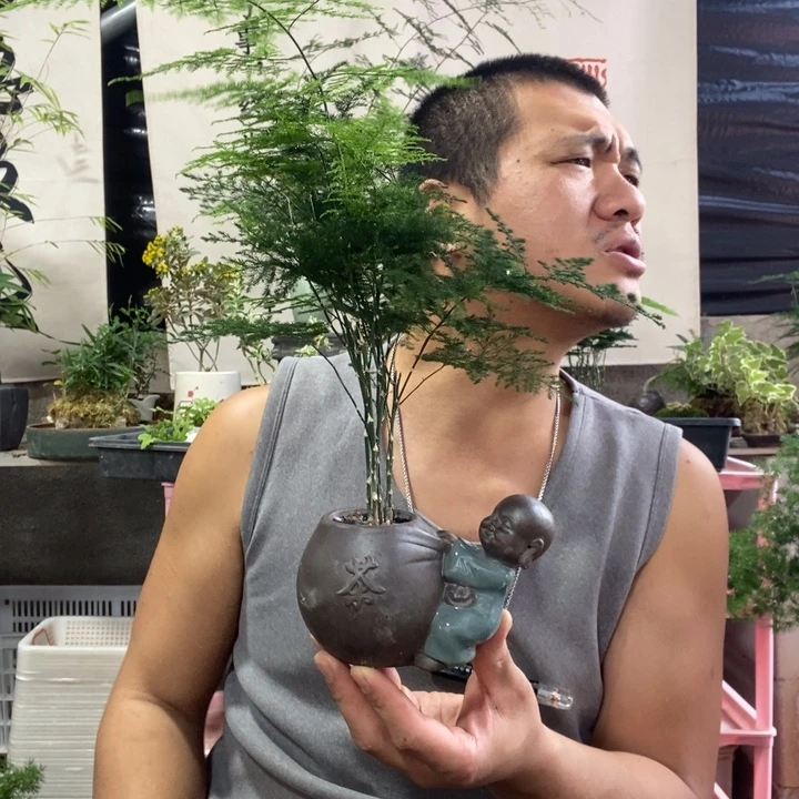 用***8以实际为准盆景绿植盆栽80