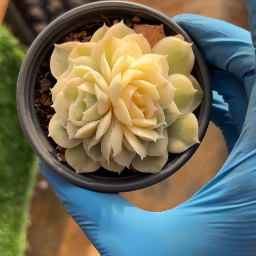 开播福利昂斯诺锦