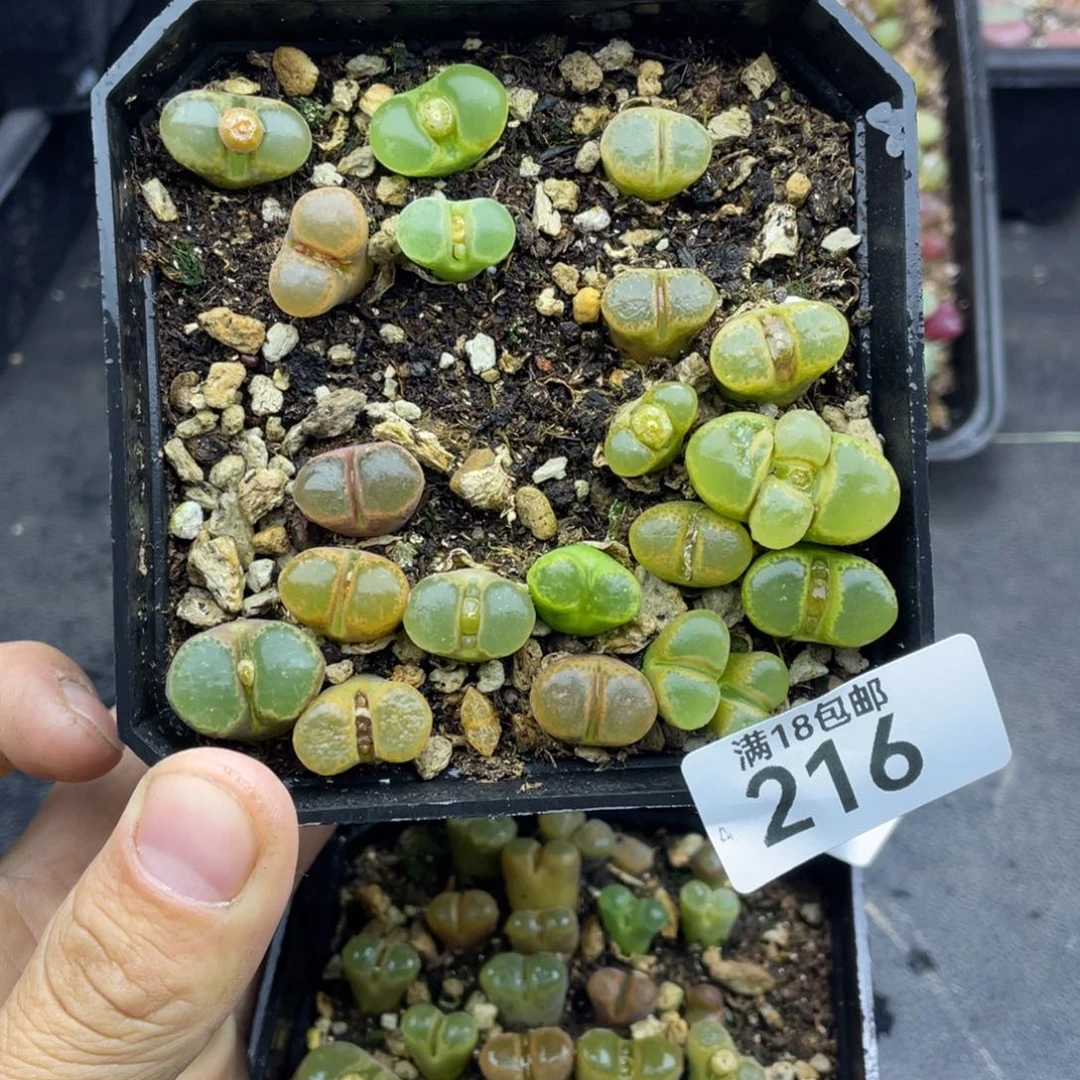 红陶?*霉000000000000216