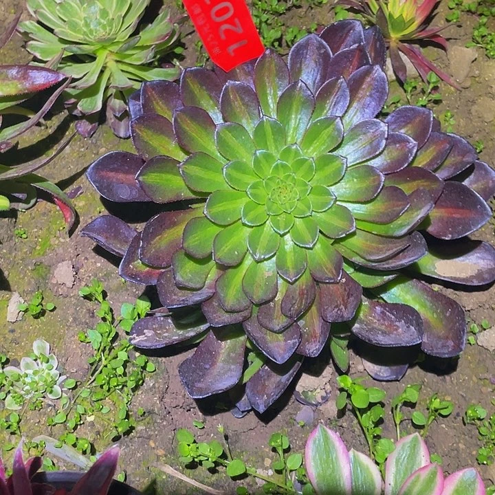 1201莫兰迪中班多肉植物