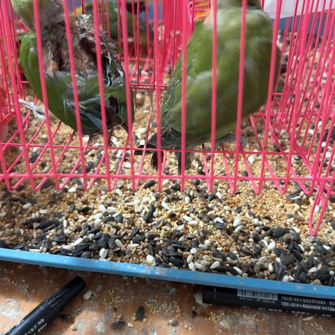 桃脸牡丹鹦鹉牡丹鹦鹉自选一公一母