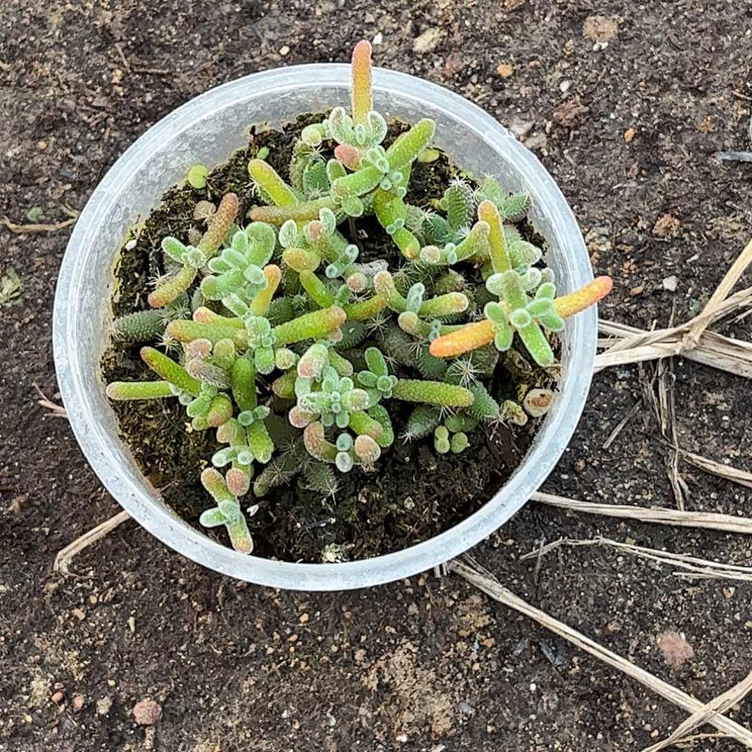 自***美混播切糕优选枝干