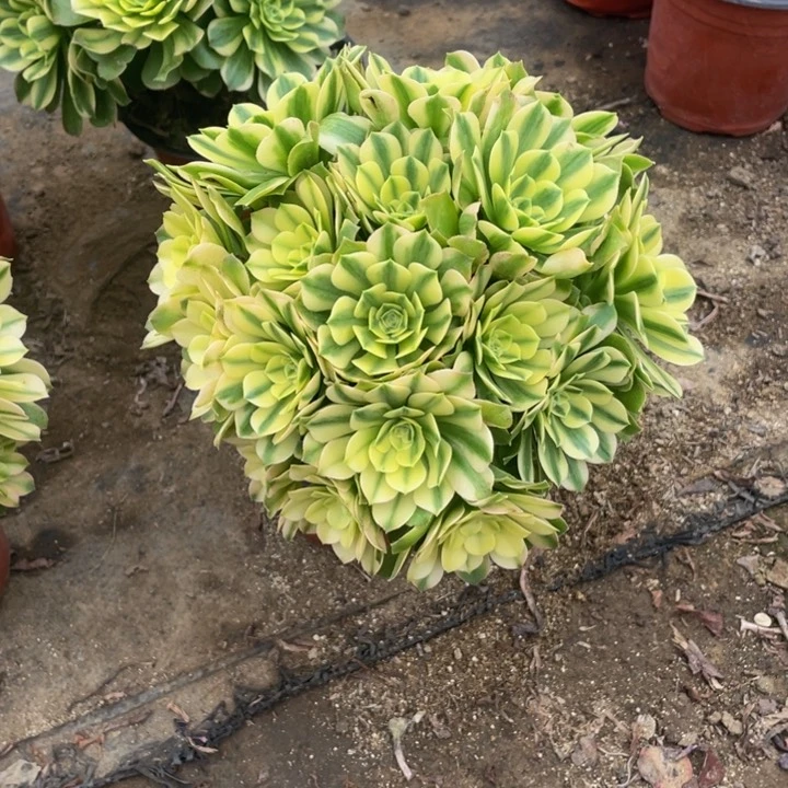 701辛尼亚偏法师多肉断枝不售后