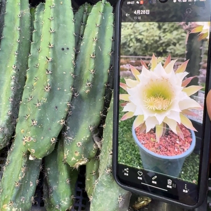 小秀普2个歪15公分左右无根侧牙有斑，20包邮