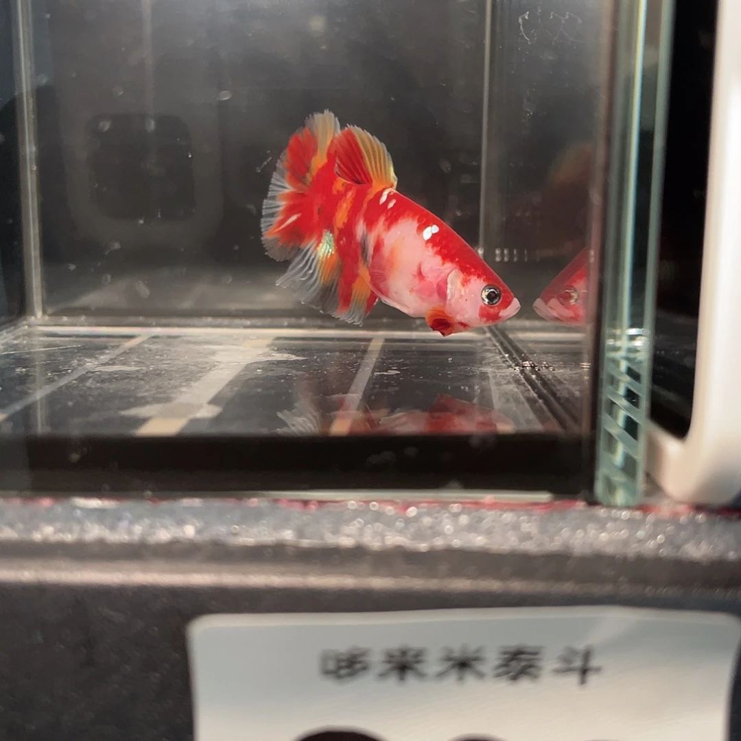 斗鱼12.24 糖果将军 02