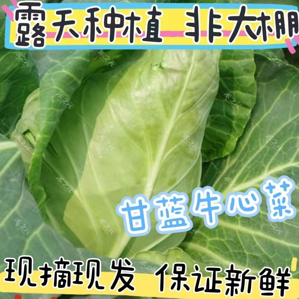 露天种植】新鲜时令蔬菜牛心甘蓝包菜牛心菜【现砍现发】尖头牛心