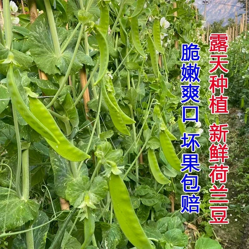 【露天种植】现摘荷兰豆新鲜脆甜青豆当季蔬菜豌豆角农家/3/5斤