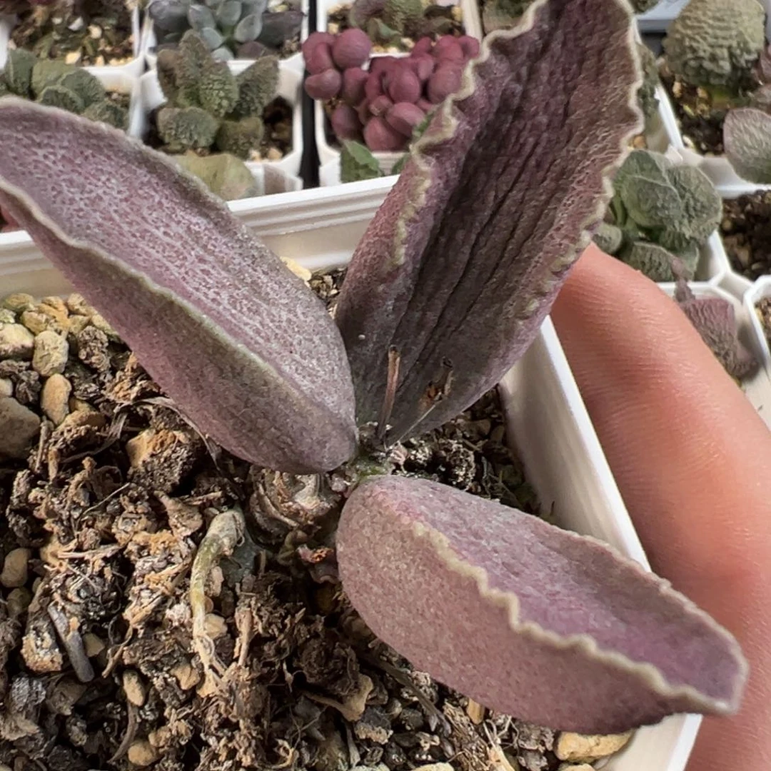 鳄鱼嘴实生新品多肉植物