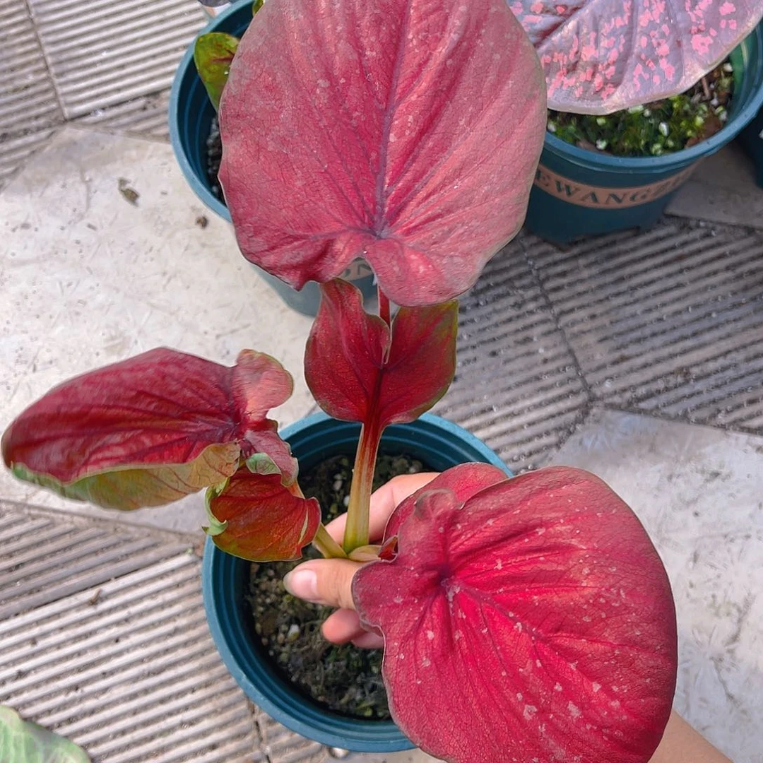 完全开放泰彩一物一拍9967