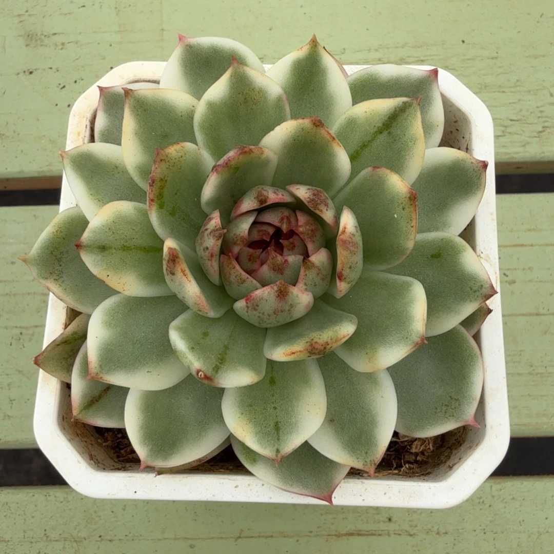 绿水晶玫瑰锦锦上园艺一物一拍