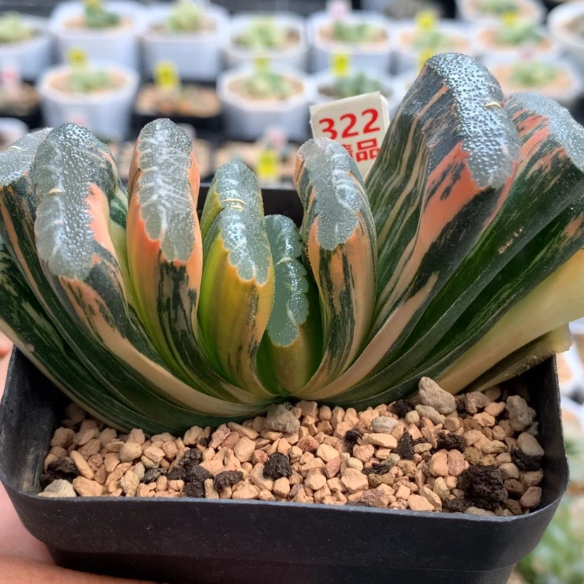 【闪购商品】322赤斑玉扇