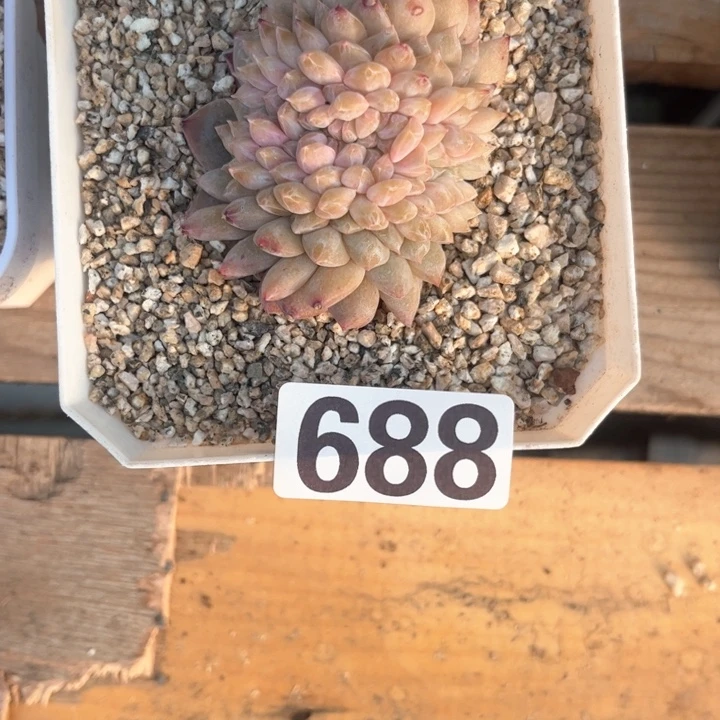 ?**?多肉植物一物一拍