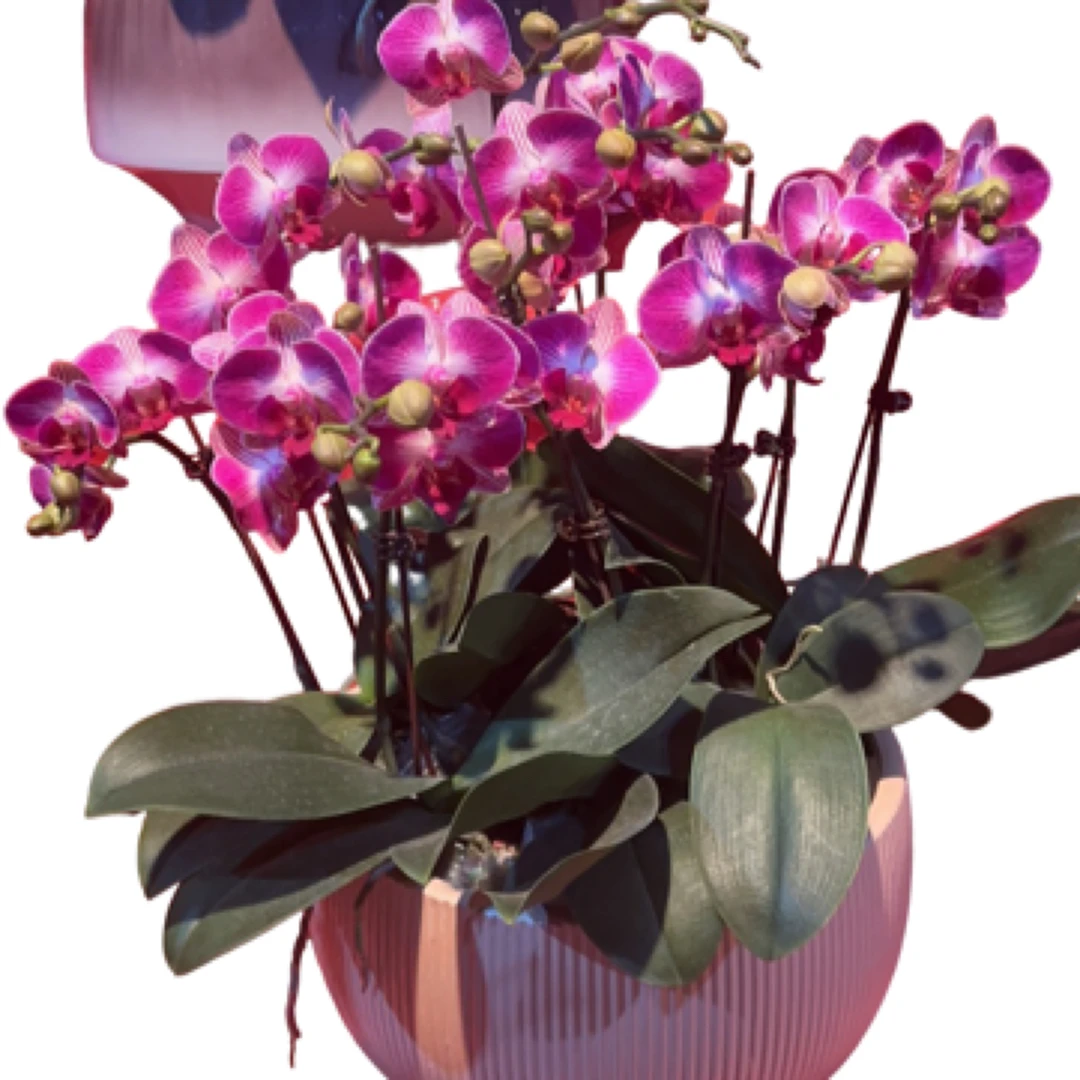 【欧州品种富贵蝴蝶兰】 【一物一拍】【同城配送】蝴蝶兰组盆潮州送货