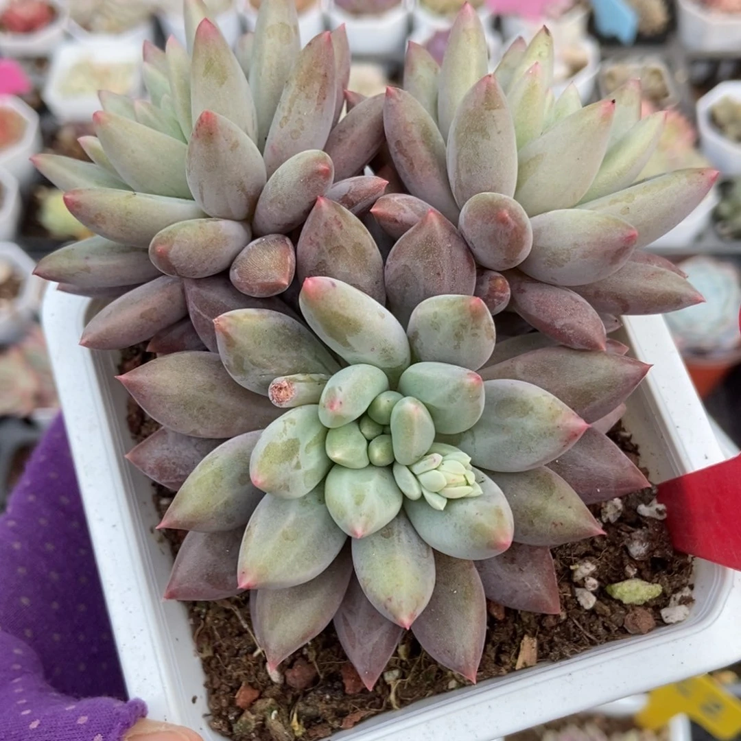 3066车厘子多肉植物