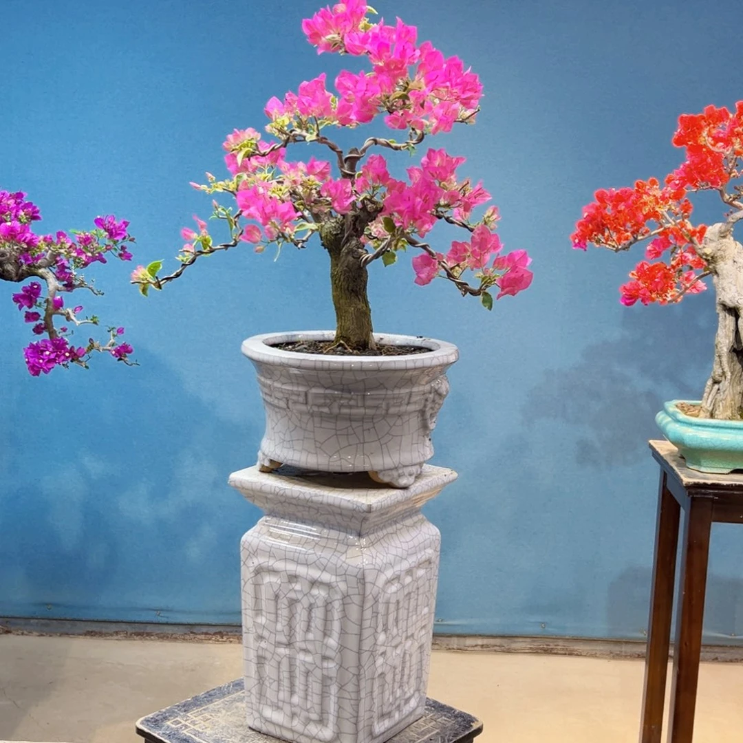 无花朵三角梅盆景