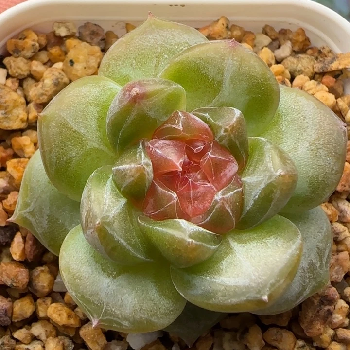 【满19.9包邮非偏远】822