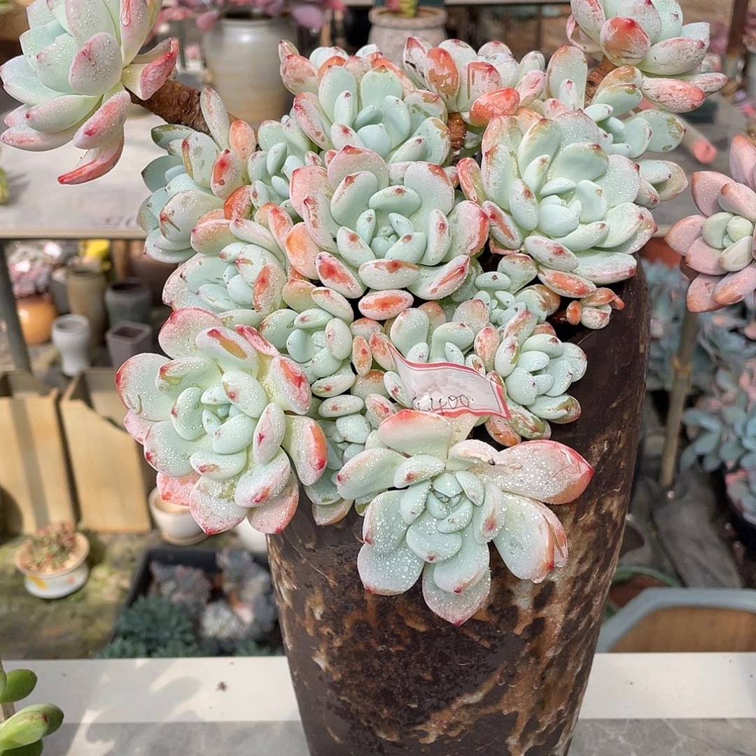 冷香多肉植物群4400