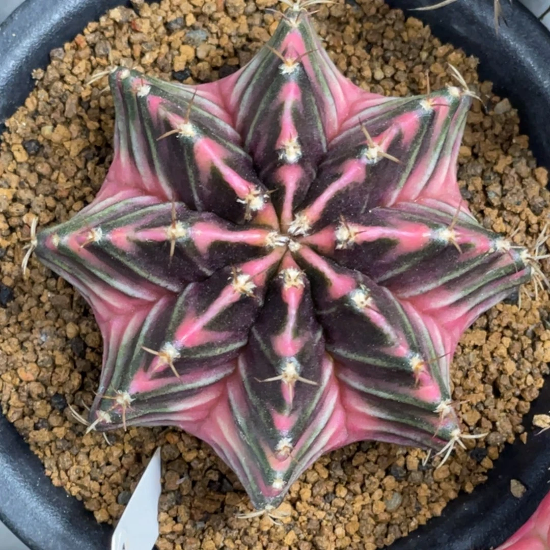 当前无花朵，栽培后可花朵粉臀虎斑黑背锦