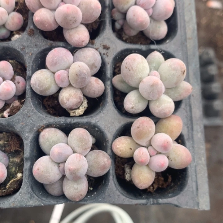 桃花奶7颗  包邮  （不满9.99发空盆冷地区不拍保温扣3.9多肉）