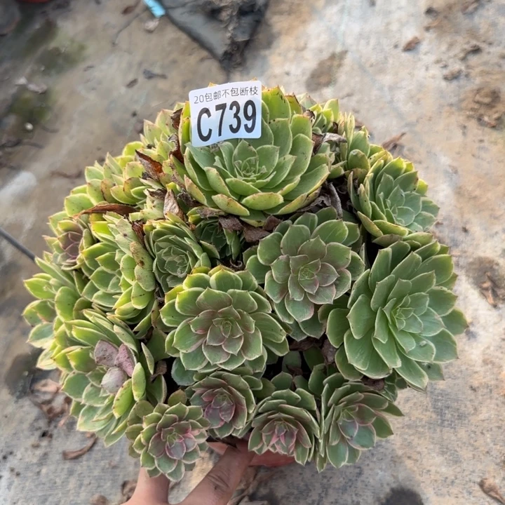 莲花座……多肉植物……