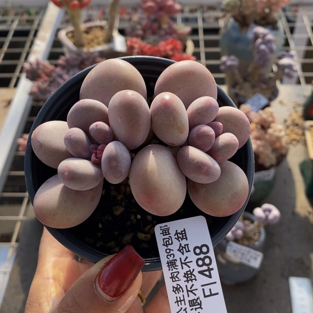 蛋黄奶酪488/8c m