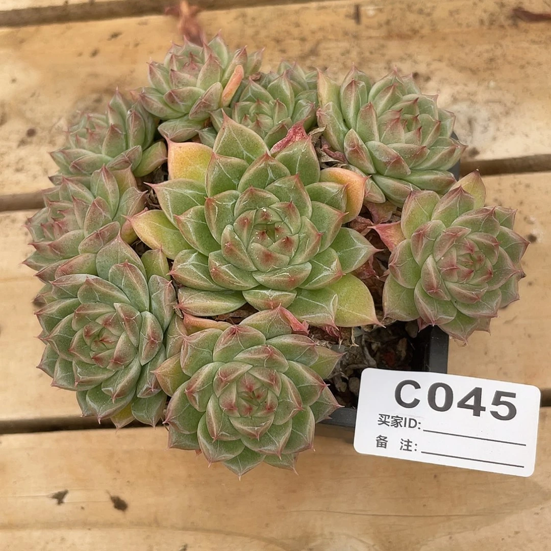 若如东云单拍C045