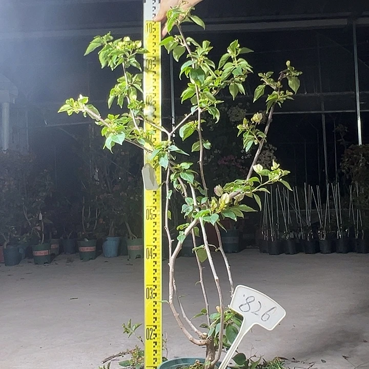 完全开放  老板福利 95cm 漳红樱 原生小树头 826