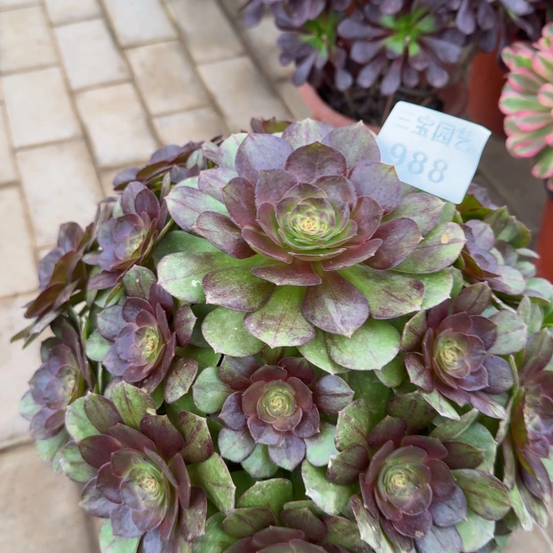 多肉植物988黑魔法师