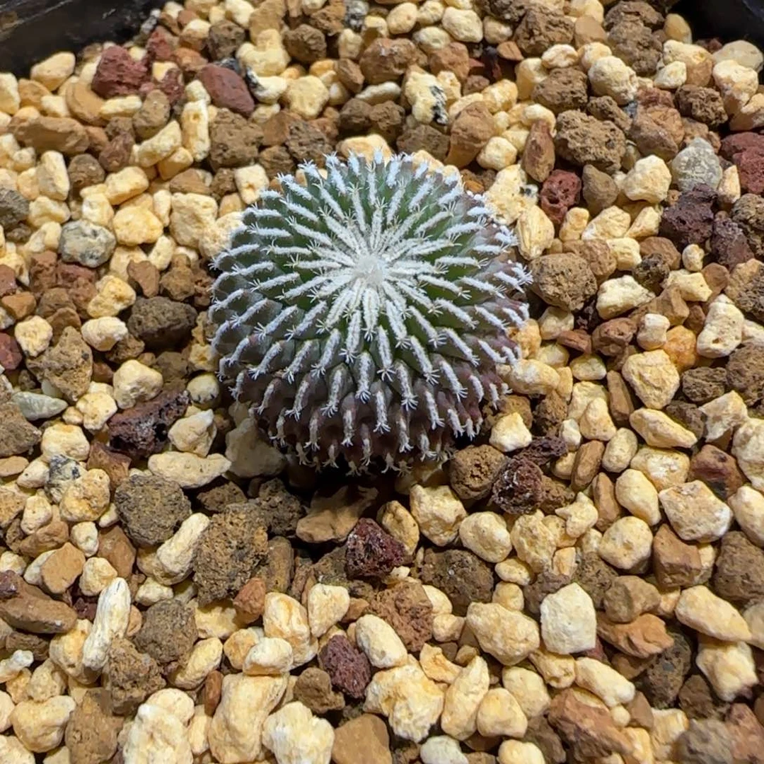 1.8厘米实生刺缀精巧殿多肉