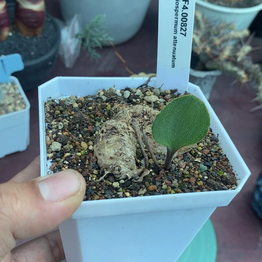 金边爱心雾冰玉产地