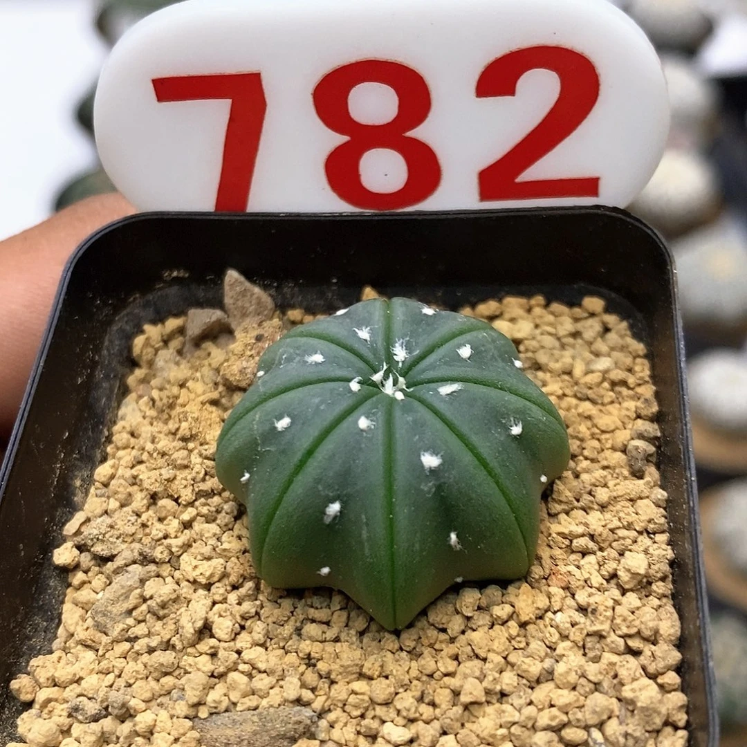 782福利特价咯啦吧