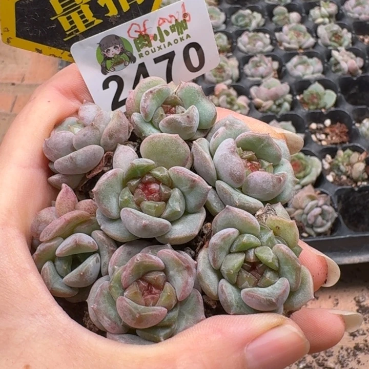 无花朵多肉植物多肉植物