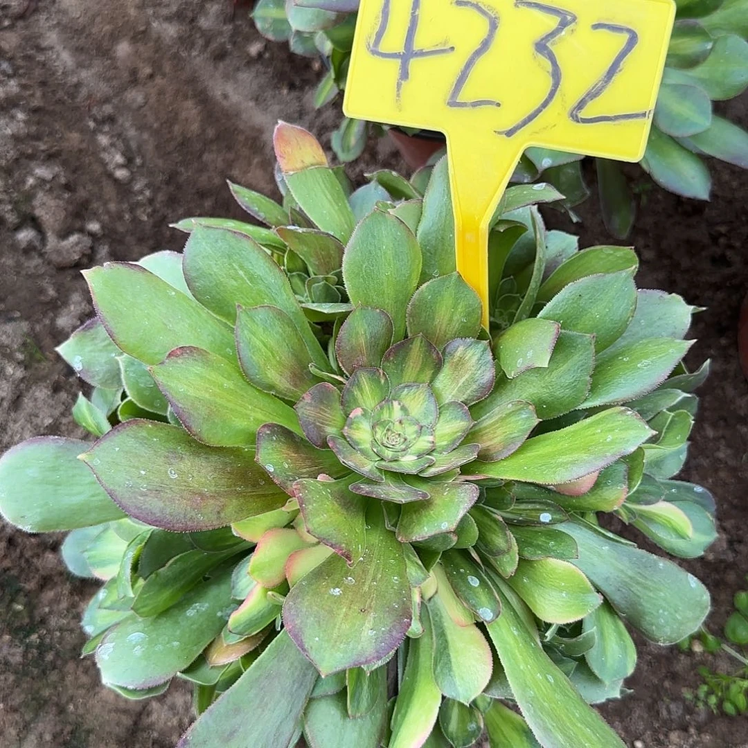 4232--流星雨多头多肉