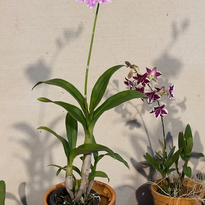 当前无花朵，栽培后可花朵粉卡848