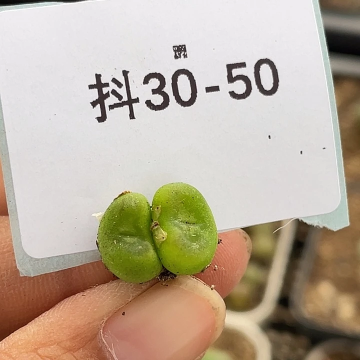 30-50水晶鞋多肉植物