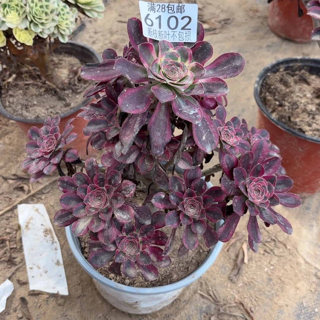 N. 6102丽娜多肉1bade