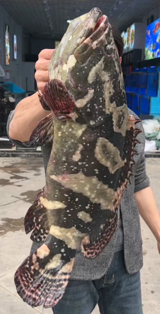 石斑鱼（鲜活海鱼）