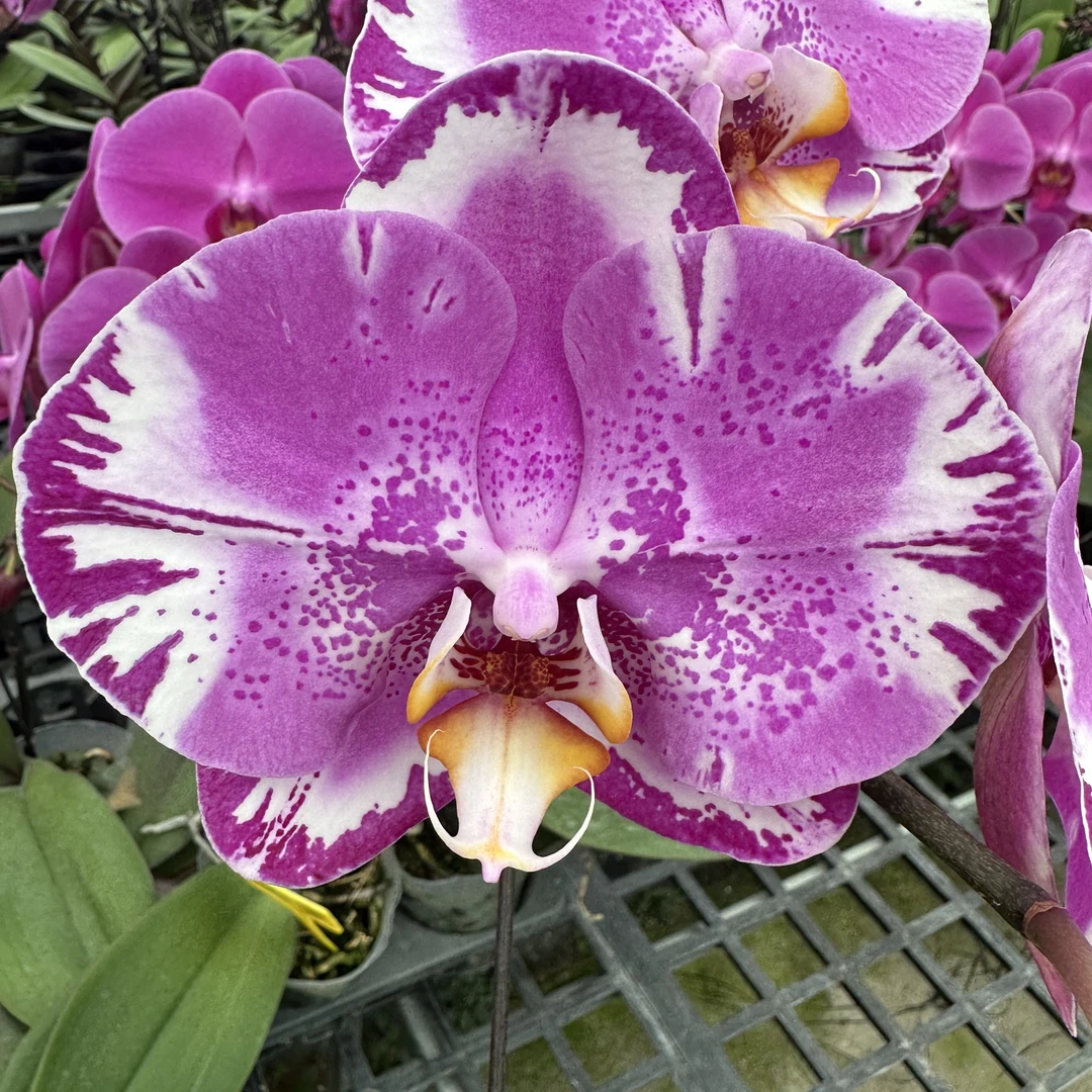 兰屿LYSLAND【藏宝图】蝴蝶兰鲜花盆栽