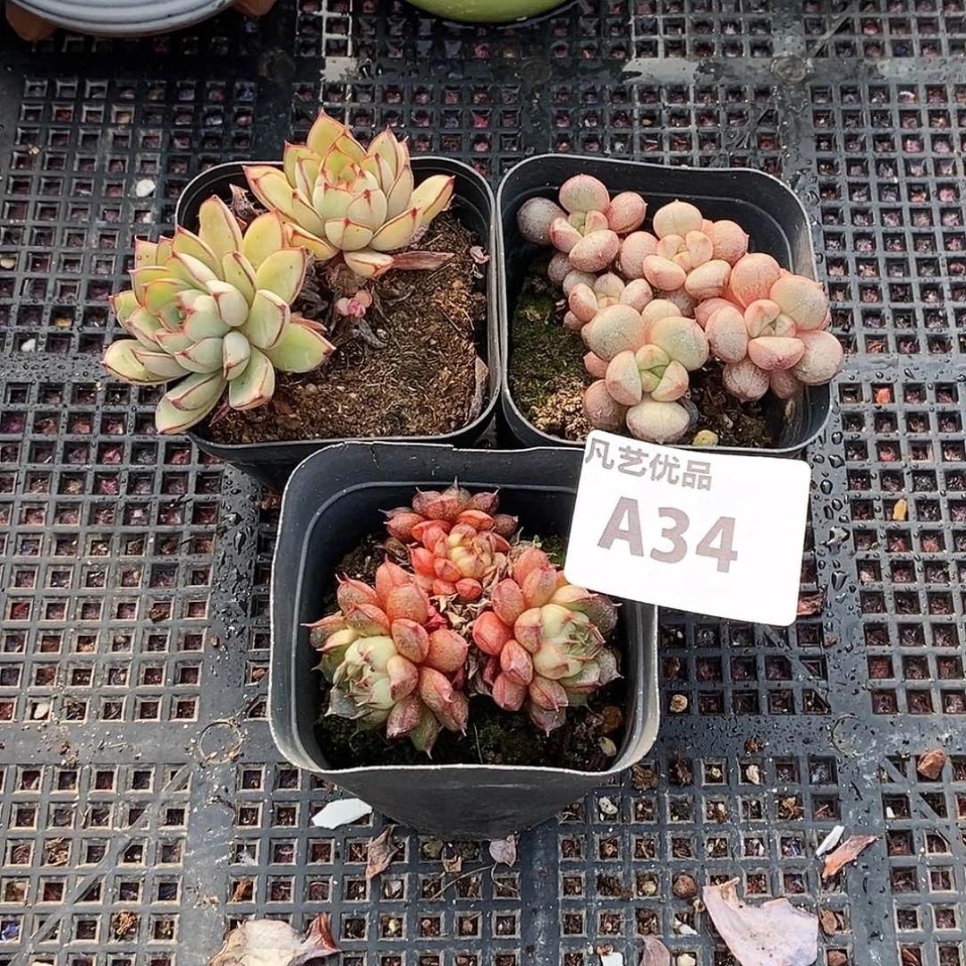 A34 精品多肉组合包邮非偏远