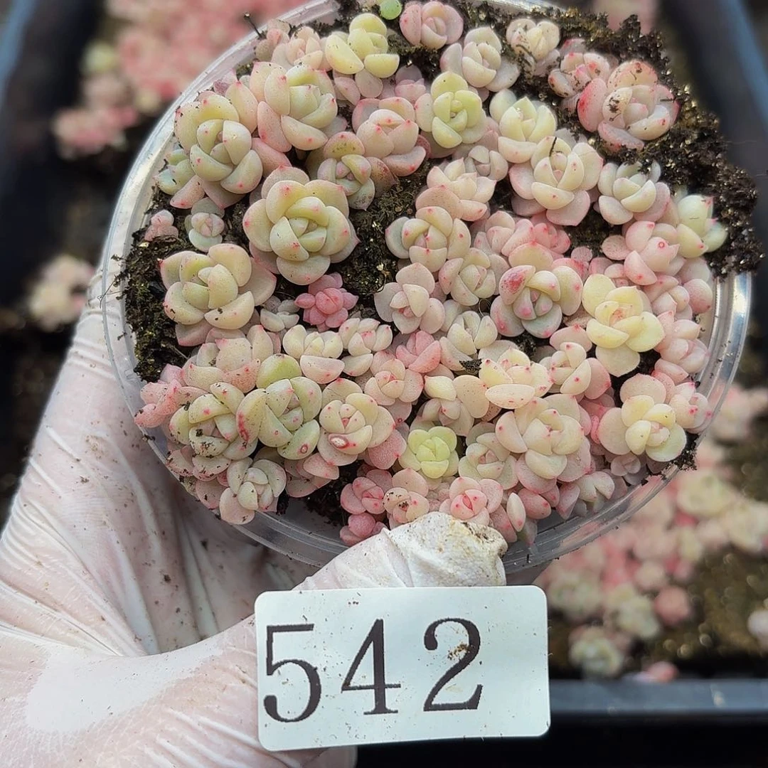 多肉植物多肉植物542