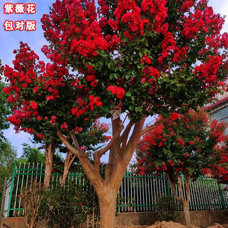 Y一物一拍 庭院别墅室外 红火箭 天鹅绒 紫薇树苗带花发