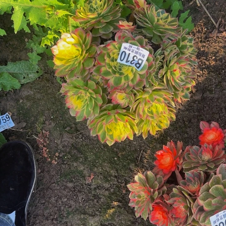 海王花25-26包邮花花
