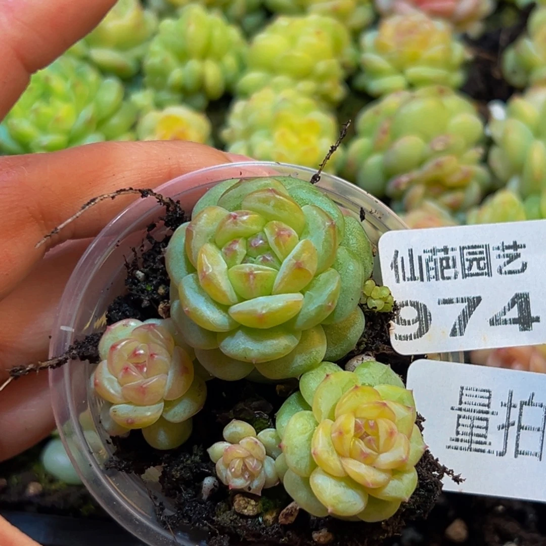 974多肉植物量拍3颗多肉
