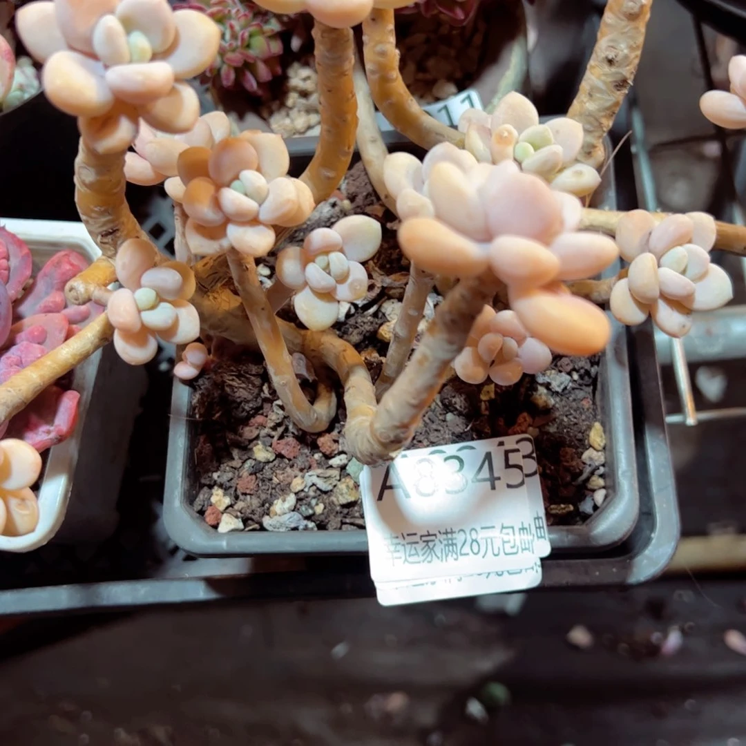 幸运的是我的朋友